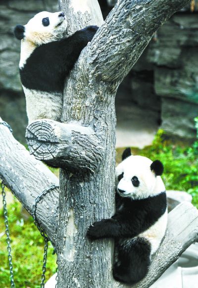 北京动物园大熊猫馆新添两只新成员