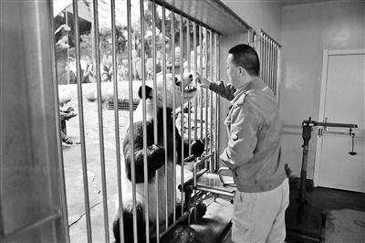 老年大熊猫白内障发病比例已达20%