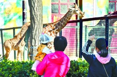 北京动物园今天恢复开园  探望动物的小朋友倍兴奋