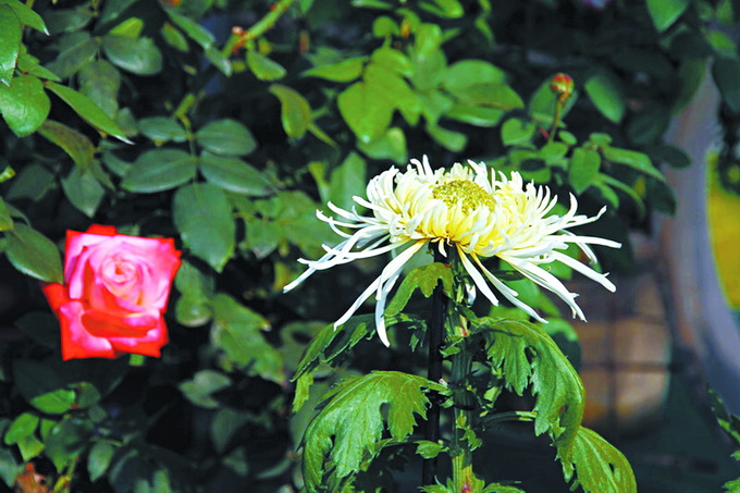作为“花中隐士”北京市花 秋菊盎然哪里赏菊更佳？