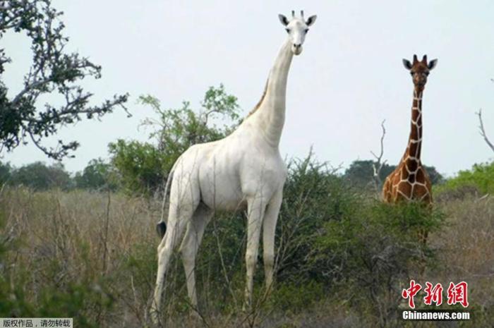 世界上唯一的一只白色长颈鹿，已配备了GPS设备以防止被偷猎者杀害