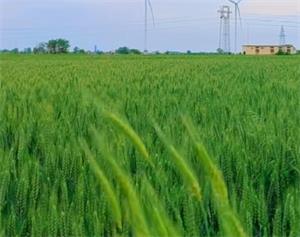 2022年重庆稻种产量将达250万公斤 可满足500万亩水稻用种