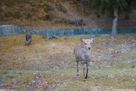 “生态宝库”不断充实 大鹏新区启动生物多样性调查