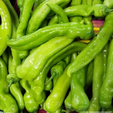 北京10种蔬菜价格坚持“两不涨” 即日环比不涨价
