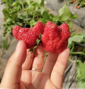 我们平常吃的草莓其实是它的什么部位?吃草莓有什么注意事项？